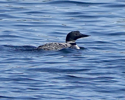 great northern diver